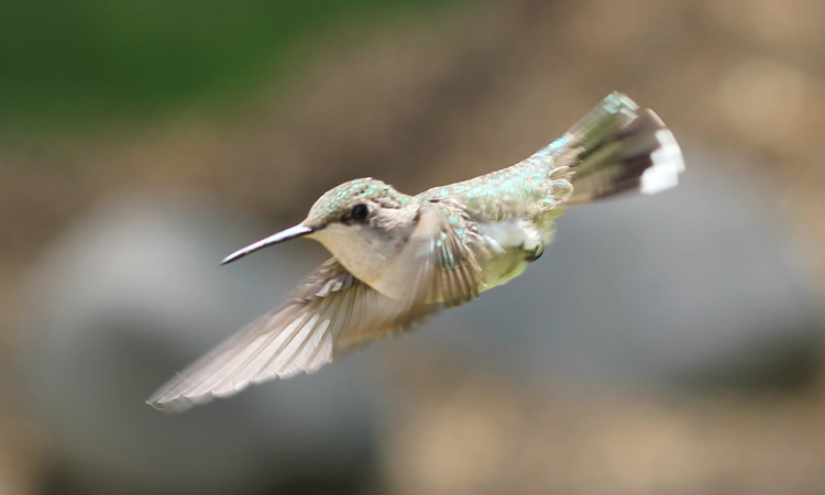 Hummingbird Image