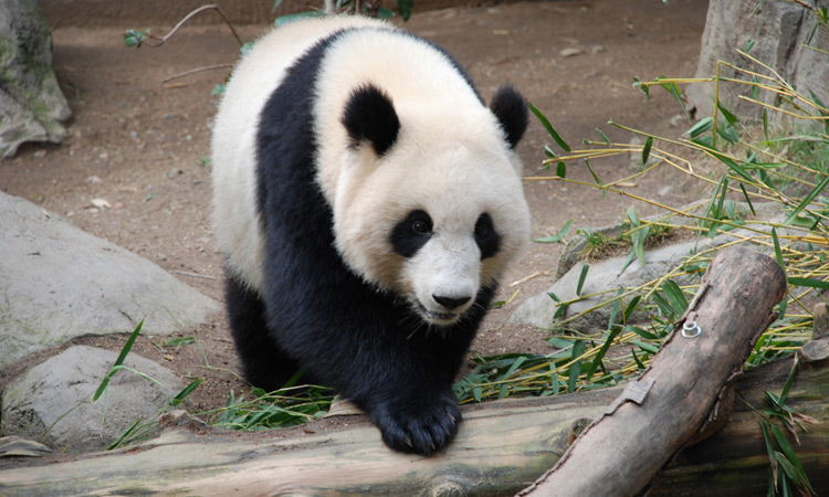 Panda Image